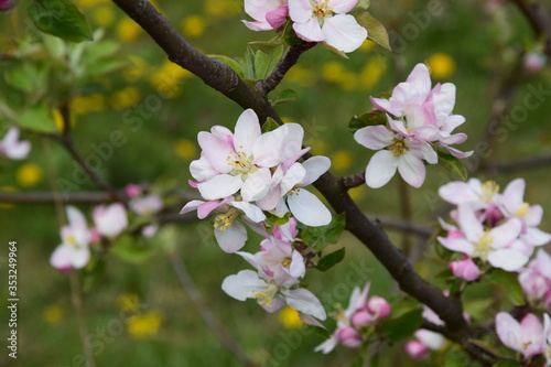 Kwiaty jabłoni Apple flowers spring