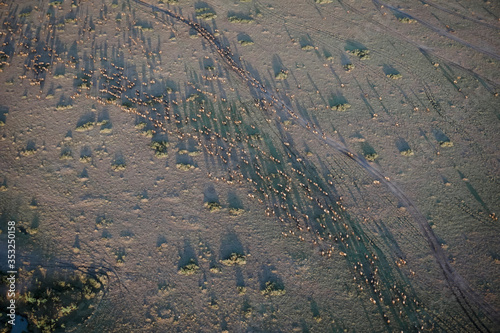 Photography Aerial view of wildebeest migration in the African savannah, Masai Mara