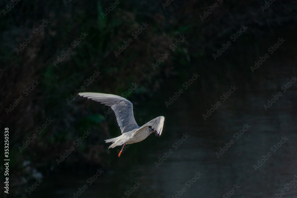 Gaviota en Vuelo sobre el Rio Manzanares Gaviota en Vuelo sobre el Rio Manzanares