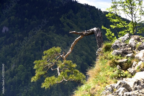 Sokolica, sosna reliktowa, Pieninski Park Narodowy