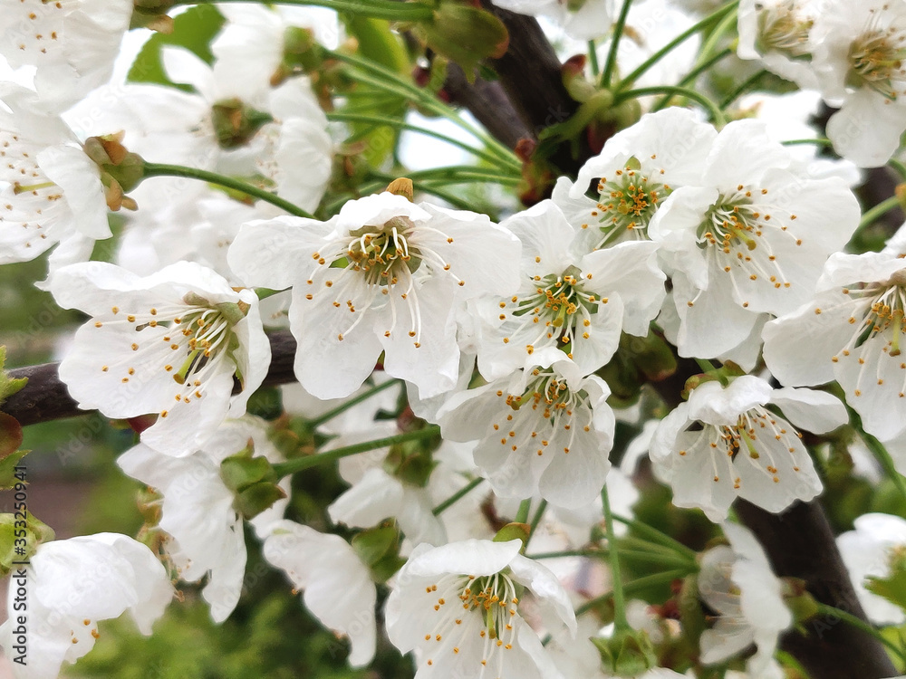 Blooms Pear Blooms Pear