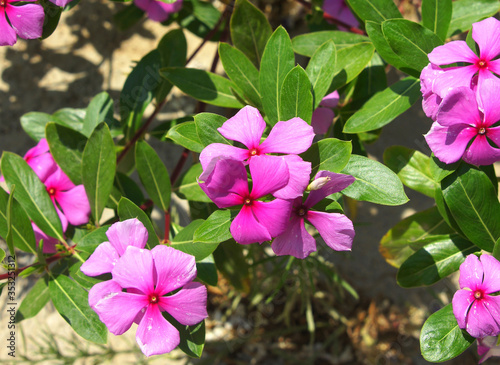 Flower for postcard beauty decoration