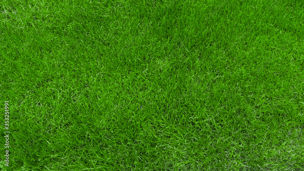 New saturated green grass in the park. Background New saturated green grass in the park. Background