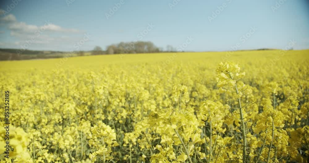 Canola Flowers in a Field Swaying Back and Forth with the Wind Canola Flowers in a Field Swaying Back and Forth with the Wind