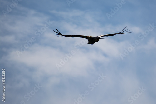 gran ave volando con sus alas extendidas  Vultur gryphus c  ndor