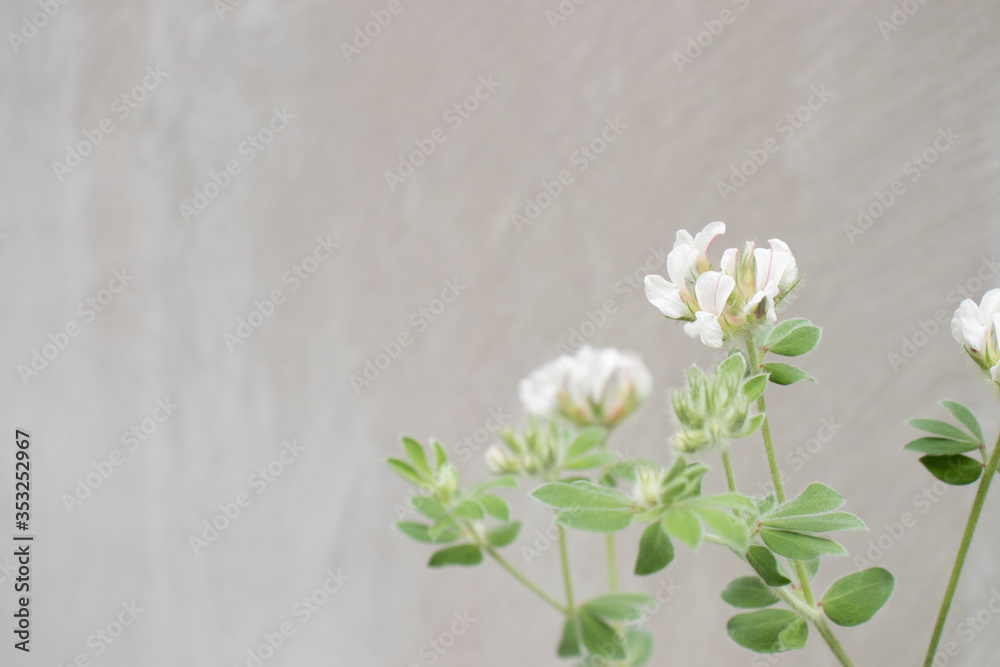 瑞々しい白い花と黄色と緑の葉 瑞々しい白い花と黄色と緑の葉