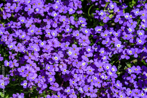 Small purple flower groundcover, Purple Rock Cress, as a nature background 