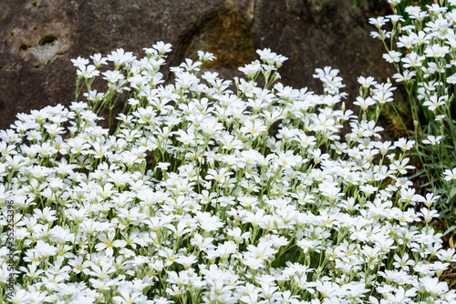Small white flower groundcover  Snow-In-Summer  as a nature background 