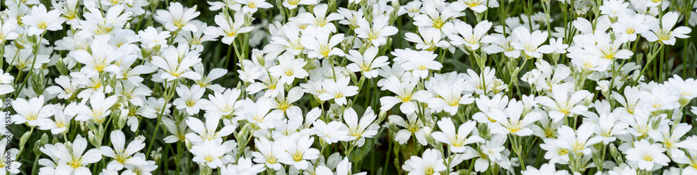 Small white flower groundcover, Snow-In-Summer, as a nature background
