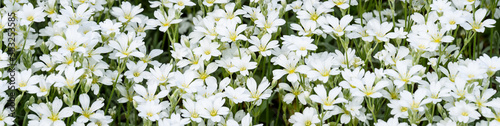 Small white flower groundcover, Snow-In-Summer, as a nature background
