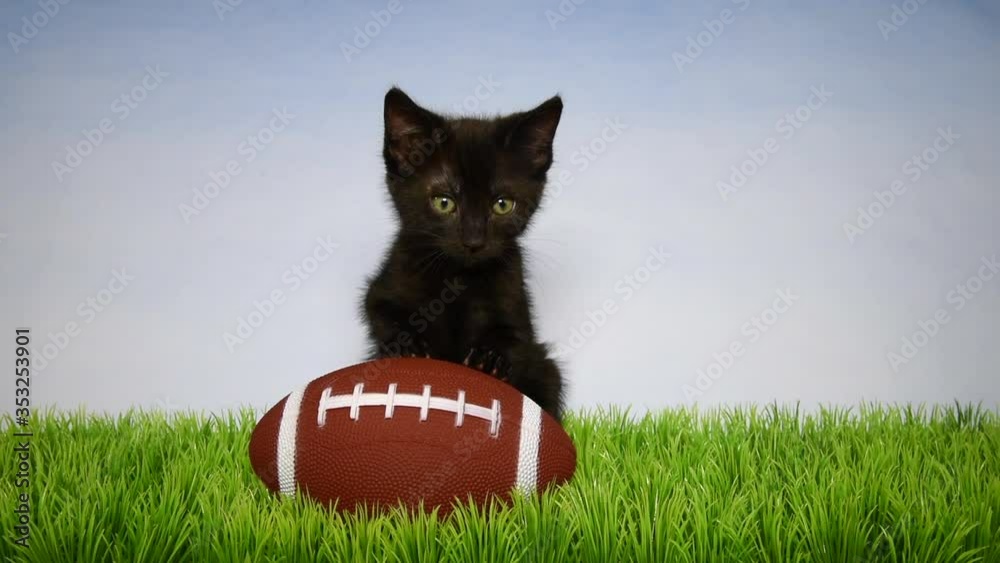 HD video of an adorable black kitten in green grass with an American football, light blue background . Animal sports theme.
