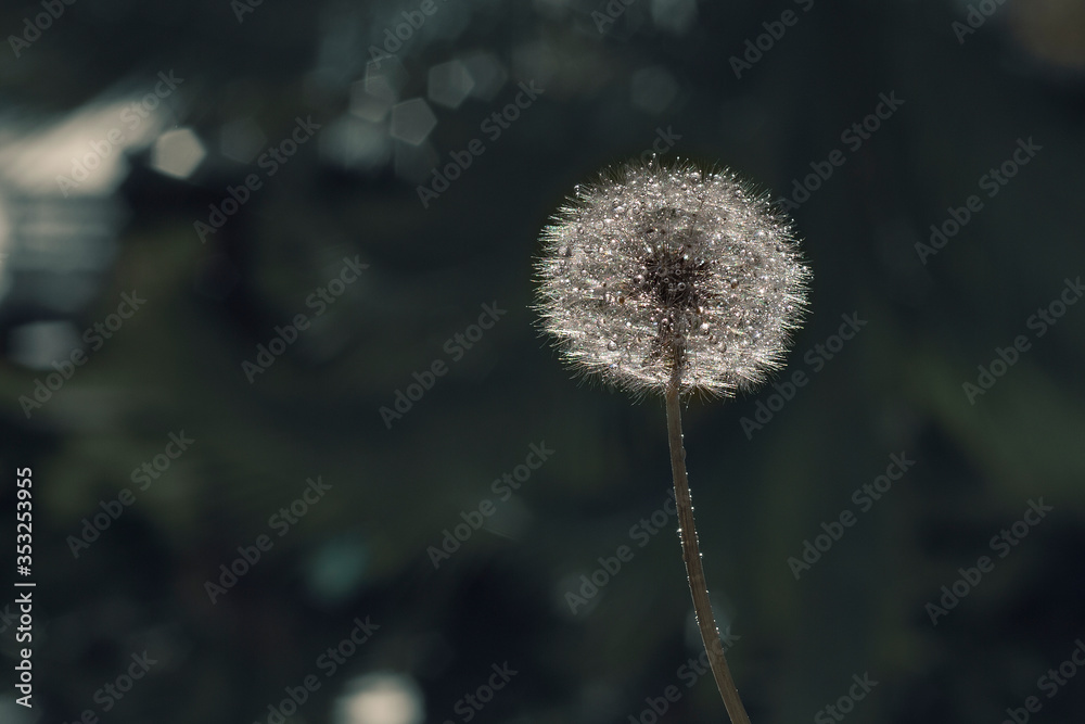 Obraz premium dandelion on a green background