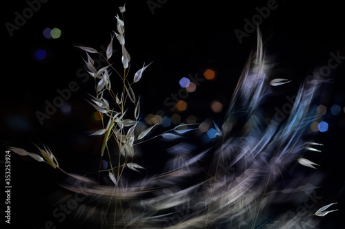 feather on black background with flowers