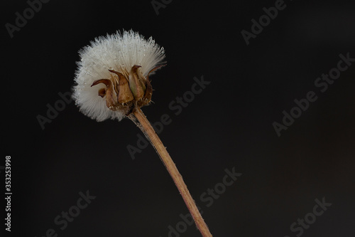 dandelion seed head