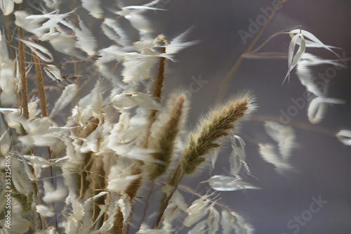 dry grass in the wind