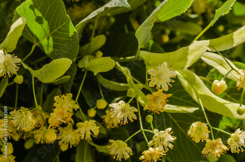Linden flowers in the treetops 