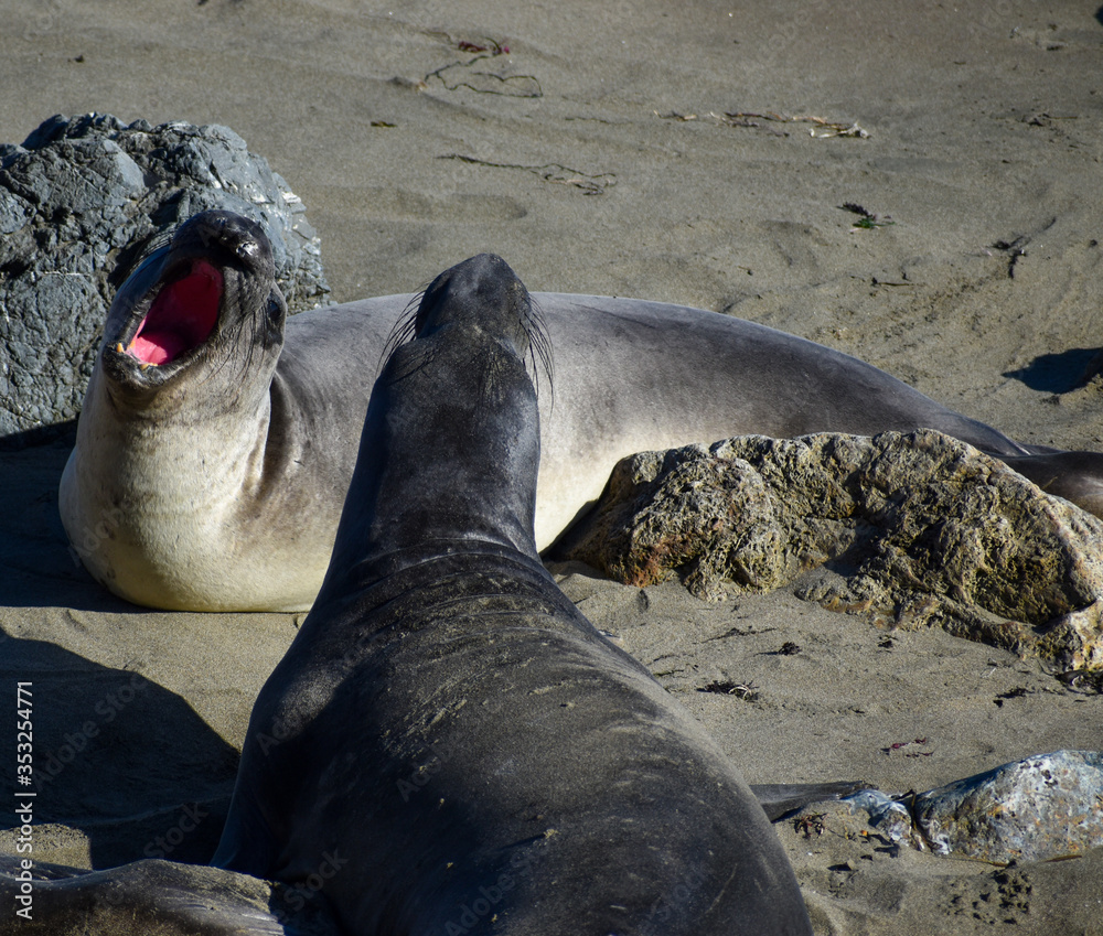 Fototapeta premium seals fighting c2020Rachelle