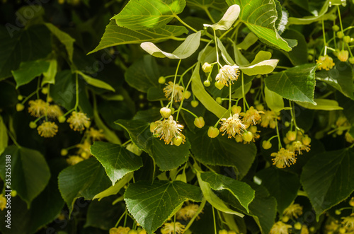 Linden flowers in the treetops 