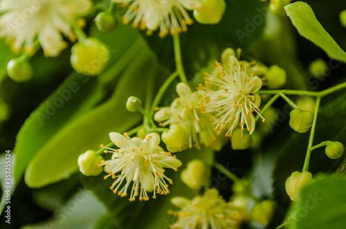 Linden flowers in the treetops 