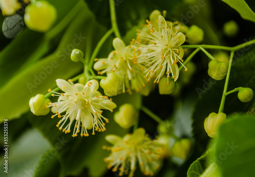 Linden flowers in the treetops 