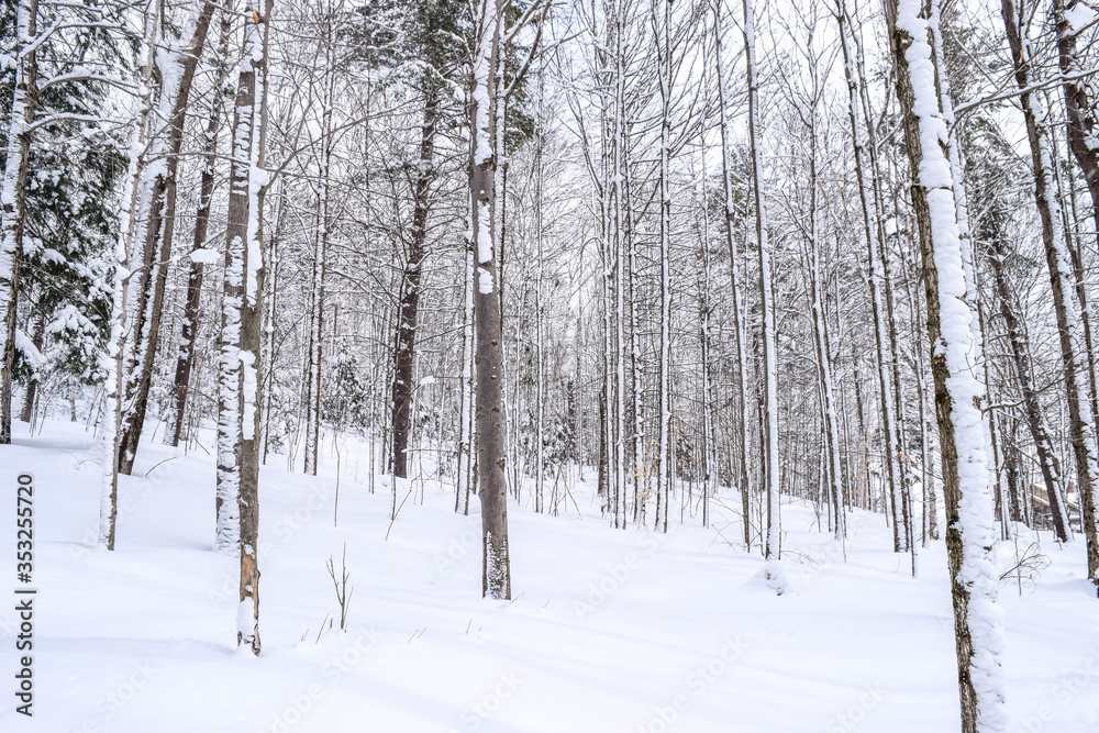 Snow Covered Trees