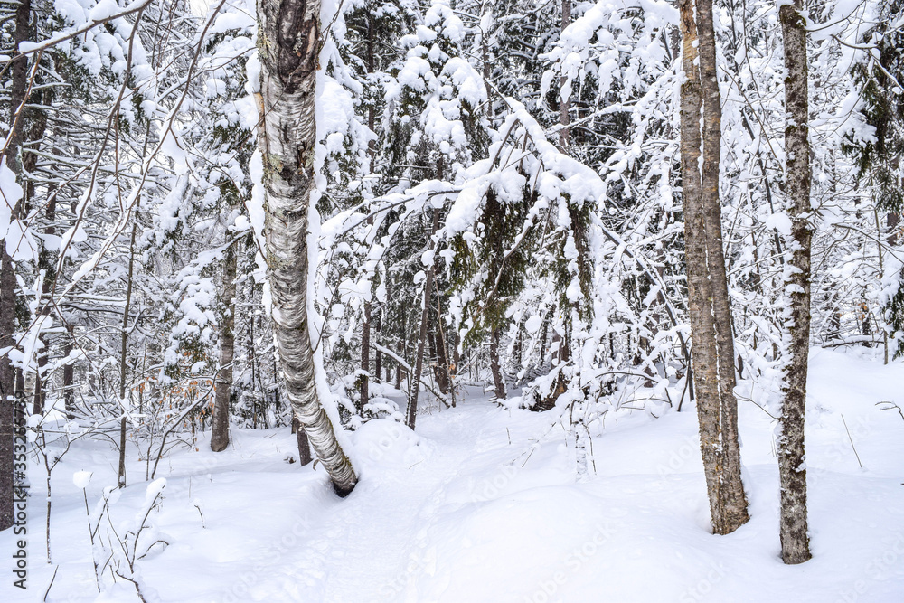snow covered trees