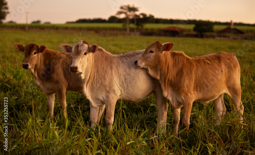 Herd grazing on a beautiful evening..