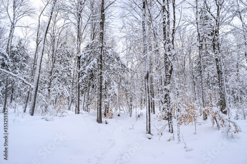 snow covered trees © Katherine