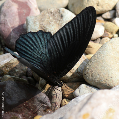 blue black butterfly as example of Lao´s wild fauna