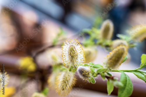 Salix cinerea pollen willow spring fresh center frontal