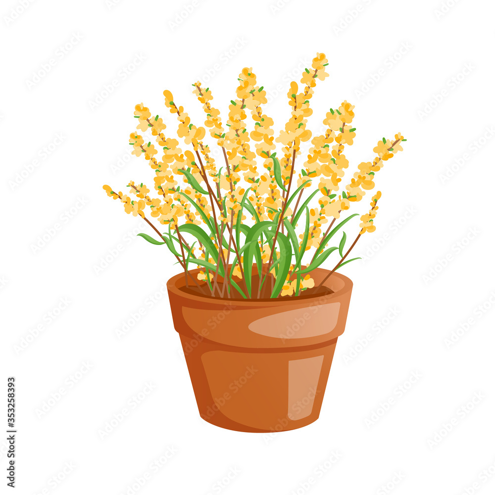 Yellow flowers herb in a pot isolated on white. Yellow flowers herb in a pot isolated on white.
