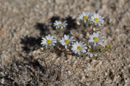 Tiny blossoms barely clear ground level on Little Desert Star, Monoptilon Bellidiforme, Asteraceae, native annual plant in the fringes of Twentynine Palms, Southern Mojave Desert, Springtime.