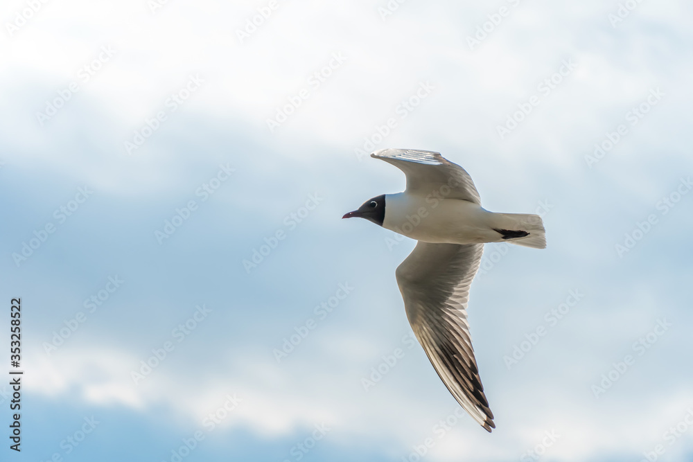 Black-headed gull flying against a blue sky with clouds, copy space Black-headed gull flying against a blue sky with clouds, copy space