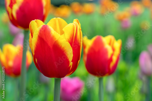 Many beautiful bright yellow-red tulips close-up. Flower background