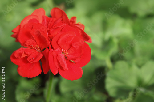 Red geranium flowers on a background of green leaves