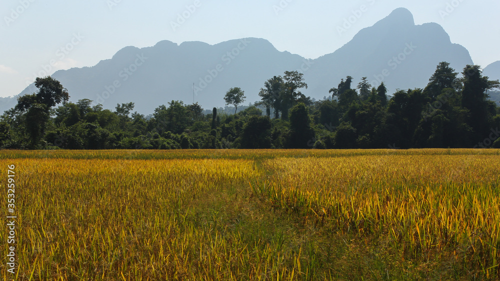 mountain range panoramic view with palm trees and general tropical vegetation behind a rice field in southeast asia mountain range panoramic view with palm trees and general tropical vegetation behind a rice field in southeast asia