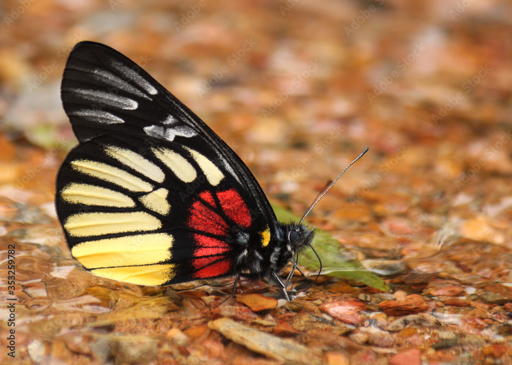 Fototapeta premium yellow red black multicolored butterfly as example of Lao´s wild fauna