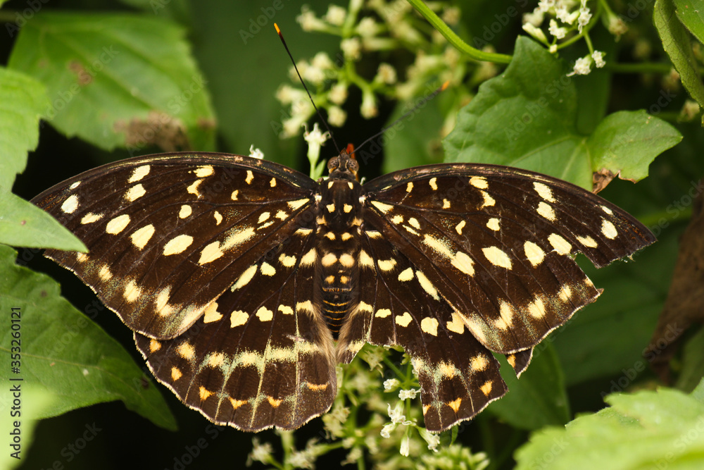 brown and white butterfly on a green leaf as example of Lao´s wild fauna brown and white butterfly on a green leaf as example of Lao´s wild fauna