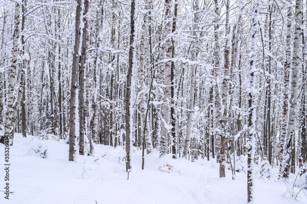 winter forest in the winter winter forest in the winter