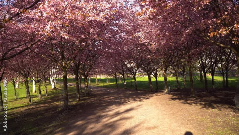 Helsinki Cherry Tree Blossom Camera Tracking Nr1 4K Prores422. Filmed at Roihuvuori Cherry Tree Park Mother's Day 2020. The place is Roihuvuoren kirsikkapuisto. Mp4 and more photos available Helsinki Cherry Tree Blossom Camera Tracking Nr1 4K Prores422. Filmed at Roihuvuori Cherry Tree Park Mother's Day 2020. The place is Roihuvuoren kirsikkapuisto. Mp4 and more photos available
