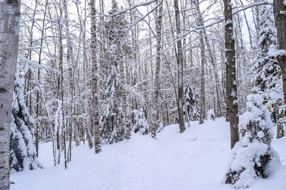 forest in winter