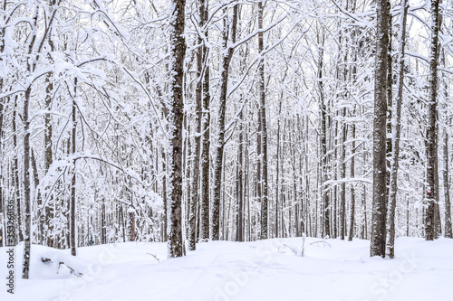 snow covered trees © Katherine
