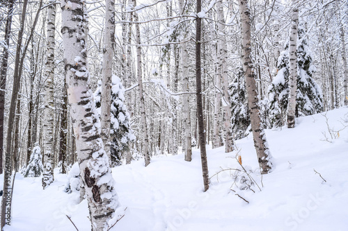 snow covered trees