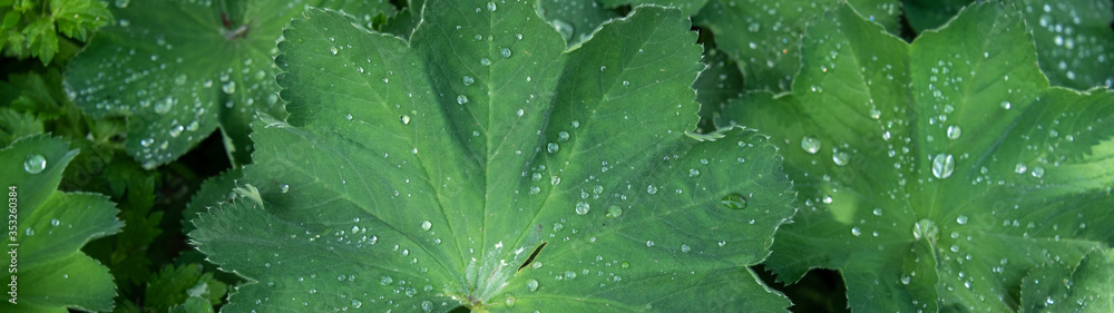 Green Lady's Mantle leaves after a rainfall, as a nature background
Green Lady's Mantle leaves after a rainfall, as a nature background
