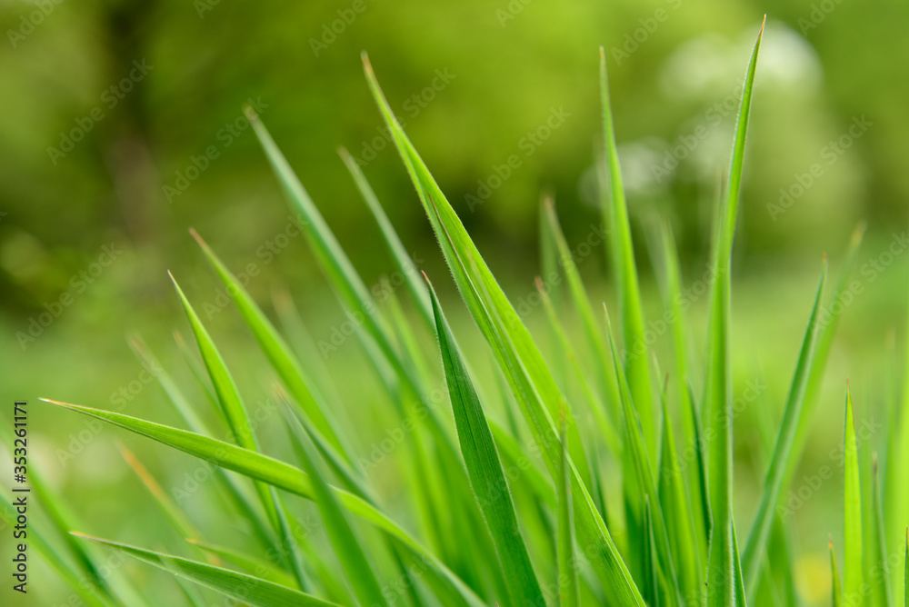 Grass Grass