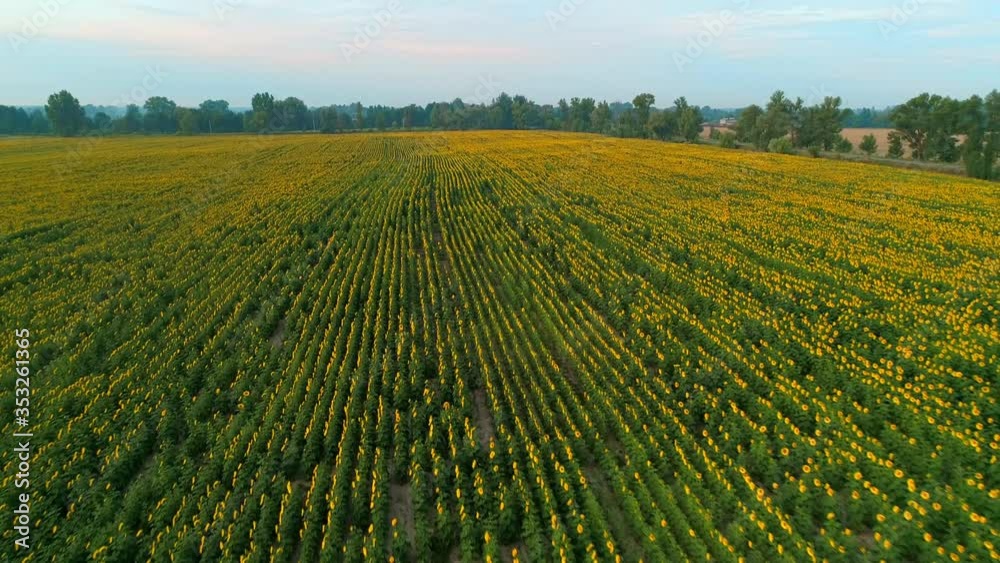 Aerial view of a beautiful field of sunflowers at sunrise. 4K drone footage Aerial view of a beautiful field of sunflowers at sunrise. 4K drone footage