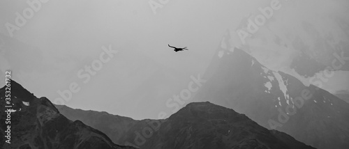 fotogracía en blanco y negro. gran ave volando con sus alas extendidas sobre montañas en un día nuboso, Vultur gryphus cóndor photo