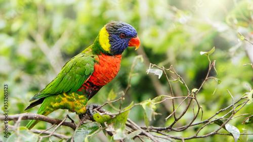 papua rainbow lorikeet on tree branch with copy space