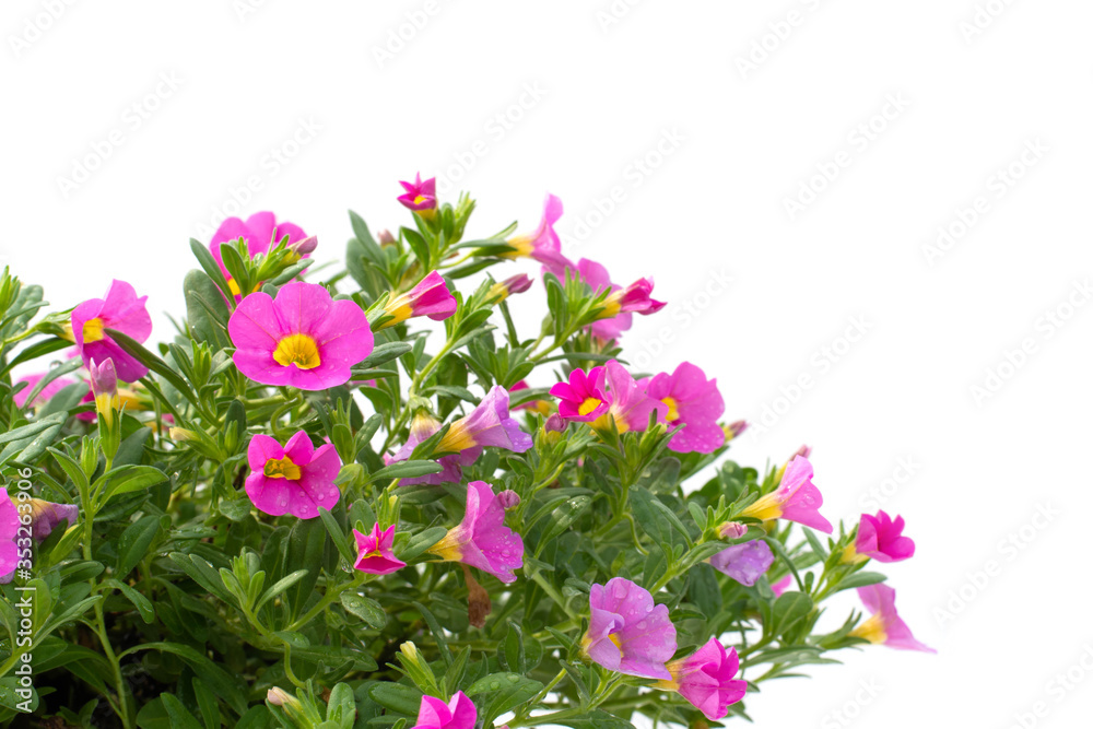 Petunia flowers isolated white background Petunia flowers isolated white background