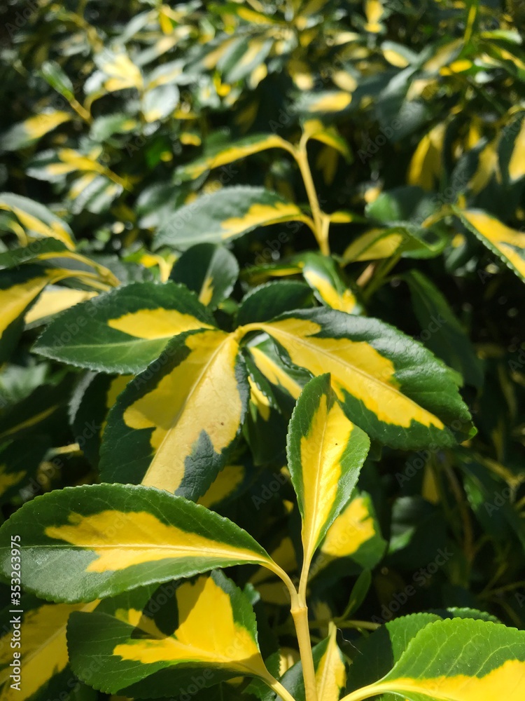 close up of green and yellow leafed plant (euonymus plant) close up of green and yellow leafed plant (euonymus plant)